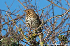 Song Thrush