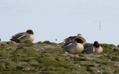 Green-winged Teal