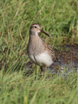 Pectoral Sandpiper