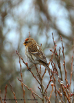 Redpoll