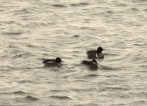 Green-winged Teal