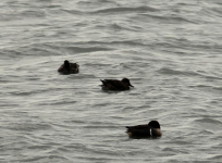 Green-winged Teal