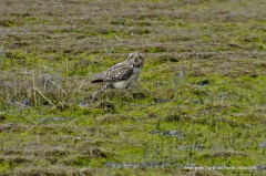 Short-eared Owl