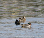 Green-winged Teal