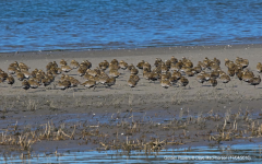 Golden Plover