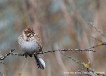 Reed Bunting