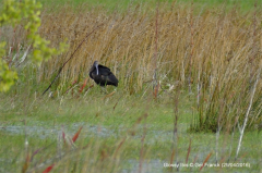 Glossy Ibis