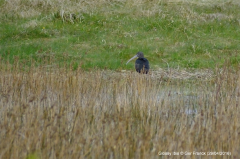 Glossy Ibis