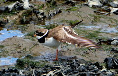 Ringed Plover