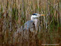 Grey Heron