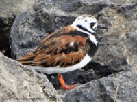 Turnstone