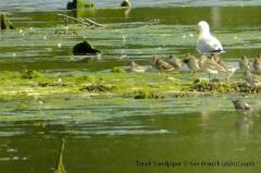 Terek Sandpiper