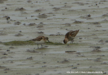 Little Stint