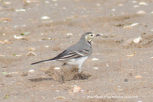 White Wagtail