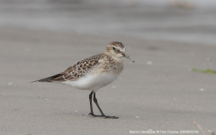 Baird's Sandpiper