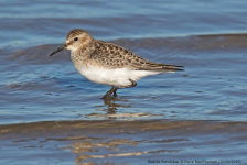 Baird's Sandpiper