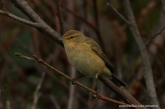 Chiffchaff