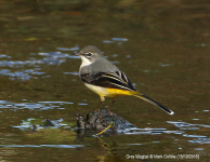 Grey Wagtail