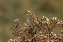 Whinchat