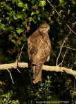 Common Buzzard