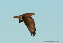 Common Buzzard