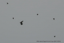 White-tailed Eagle