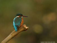 Kingfisher