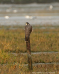 Peregrine