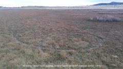 Motor Bike tracks on saltmarsh