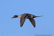 Pintail