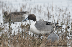 Pintail