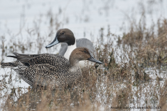 Pintail