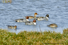 Pintail