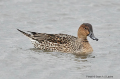 Pintail