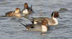 Pintails