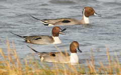 Pintails