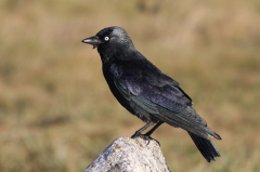 Jackdaw