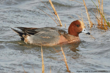 Wigeon