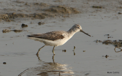 Greenshank