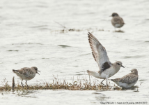 Grey Plovers