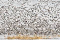 Grey Plovers