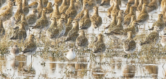 Golden Plovers