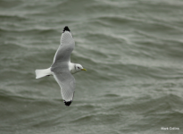 Kittiwake