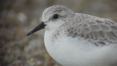 Sanderling