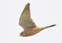 Kestrel