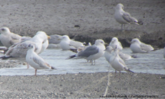 Ring-billed Gull