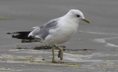 Common Gull