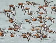 Black-tailed Godwit