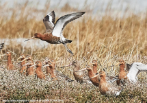 Black-tailed Godwit