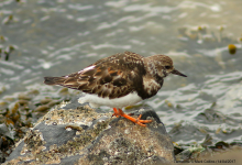 Turnstone